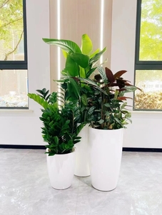 专业花木出租,为宁波奉化增添别样生机